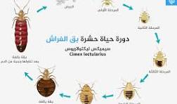 How To Win Your War Against Bed Bugs
