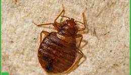 How To Win Your War Against Bed Bugs