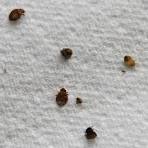 How To Win Your War Against Bed Bugs